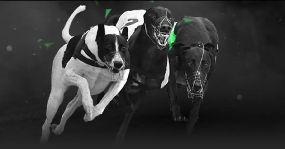 阿扎尔加盟,皇馬,四年國家德,世界杯买球,2026世界杯,买球策略,赔率分析,赛事预测